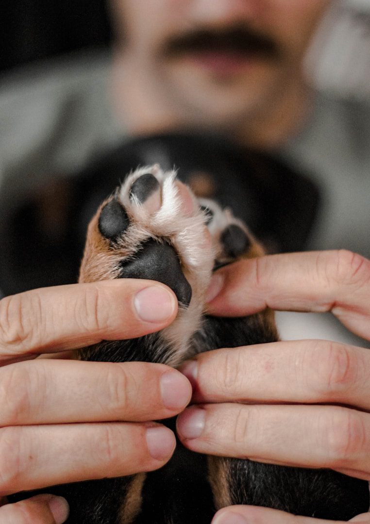 The sweet smell of dog paws is perceived a little differently by each owner, but it is most often described as the smell of popcorn. But the reality is not very attractive.