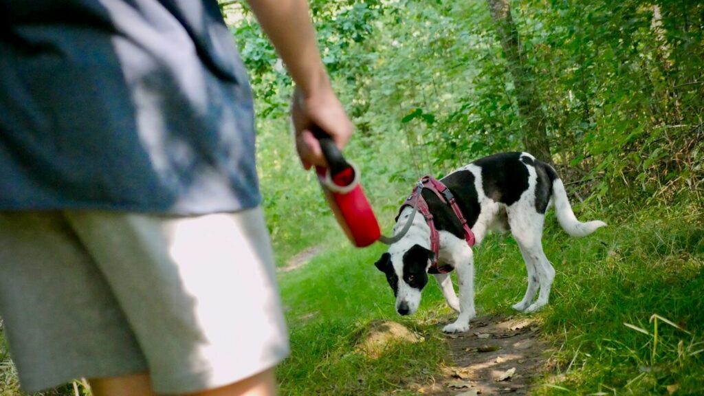 Do you have a dog at home and do you take it for walks? Sometimes he just sniffs and refuses to defecate. But it's usually nothing serious.
