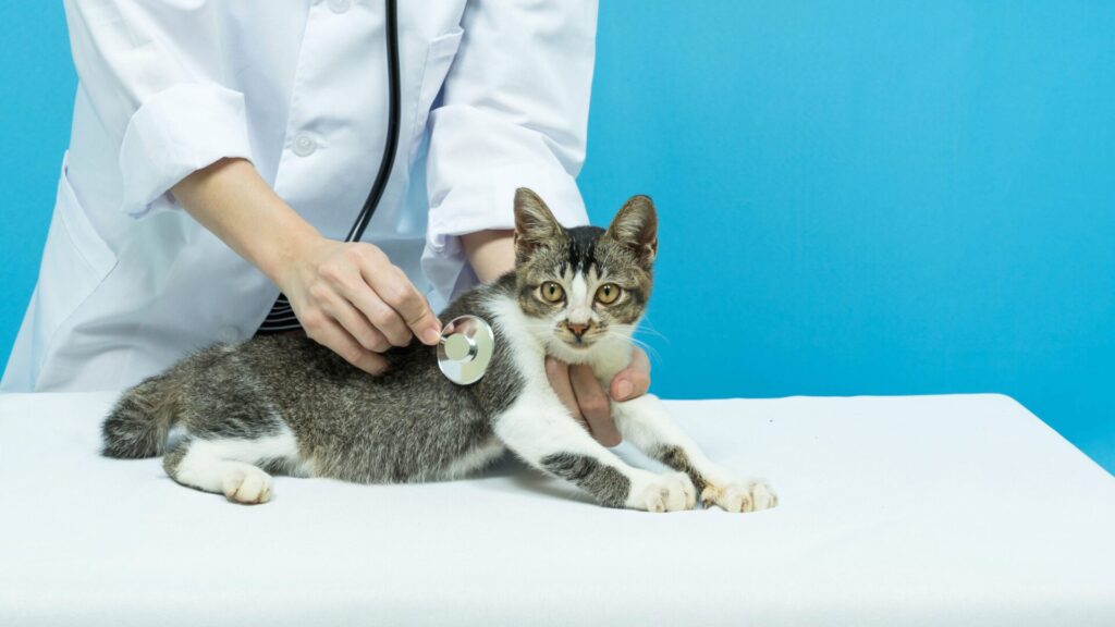 So has it ever happened to you that your cat gagged, but in the end no vomiting came? Maybe you should have her checked by a vet.