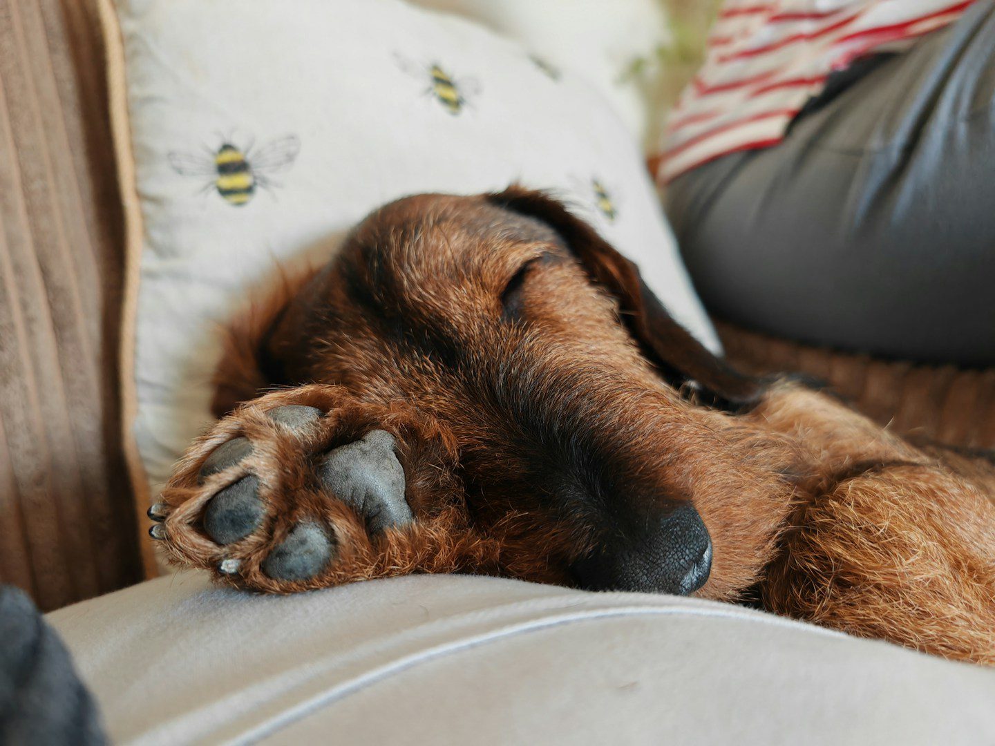 When you take your dog for a walk in winter, be careful what surface it treads on. A sprinkling of salt can hurt him.