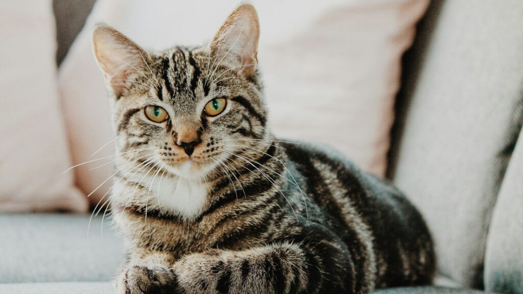 Cats show love to their owners in different ways. One of them is drooling bliss. How does it happen and why exactly?
