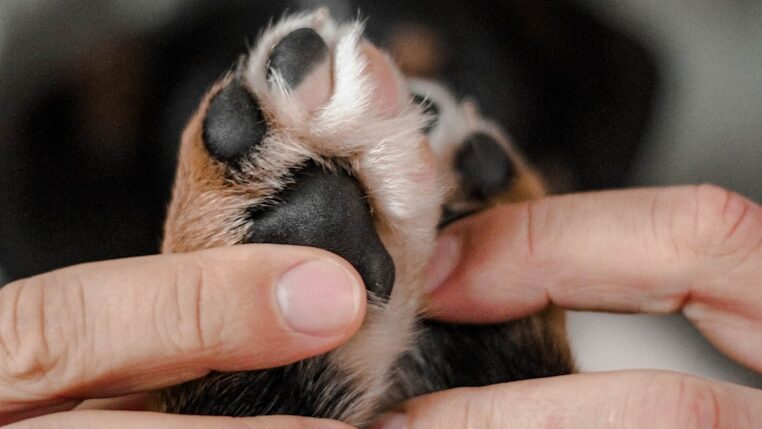 Dog paws are very sensitive. And some surfaces can hurt them. Especially in the winter.