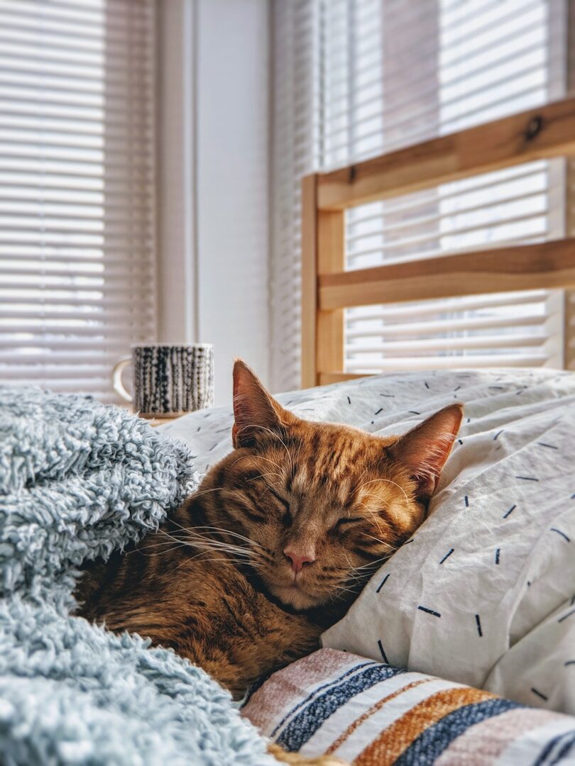 Sometimes excessive salivation in cats means contentment. But when to be careful and visit the vet instead?