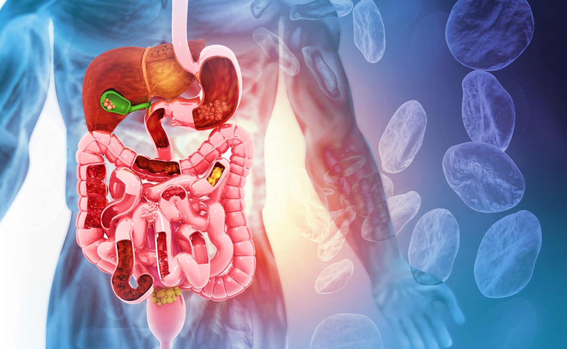The liver and intestines work together and influence each other.