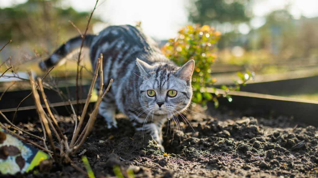 Cats dig up flower beds, but you can repel them with scent.