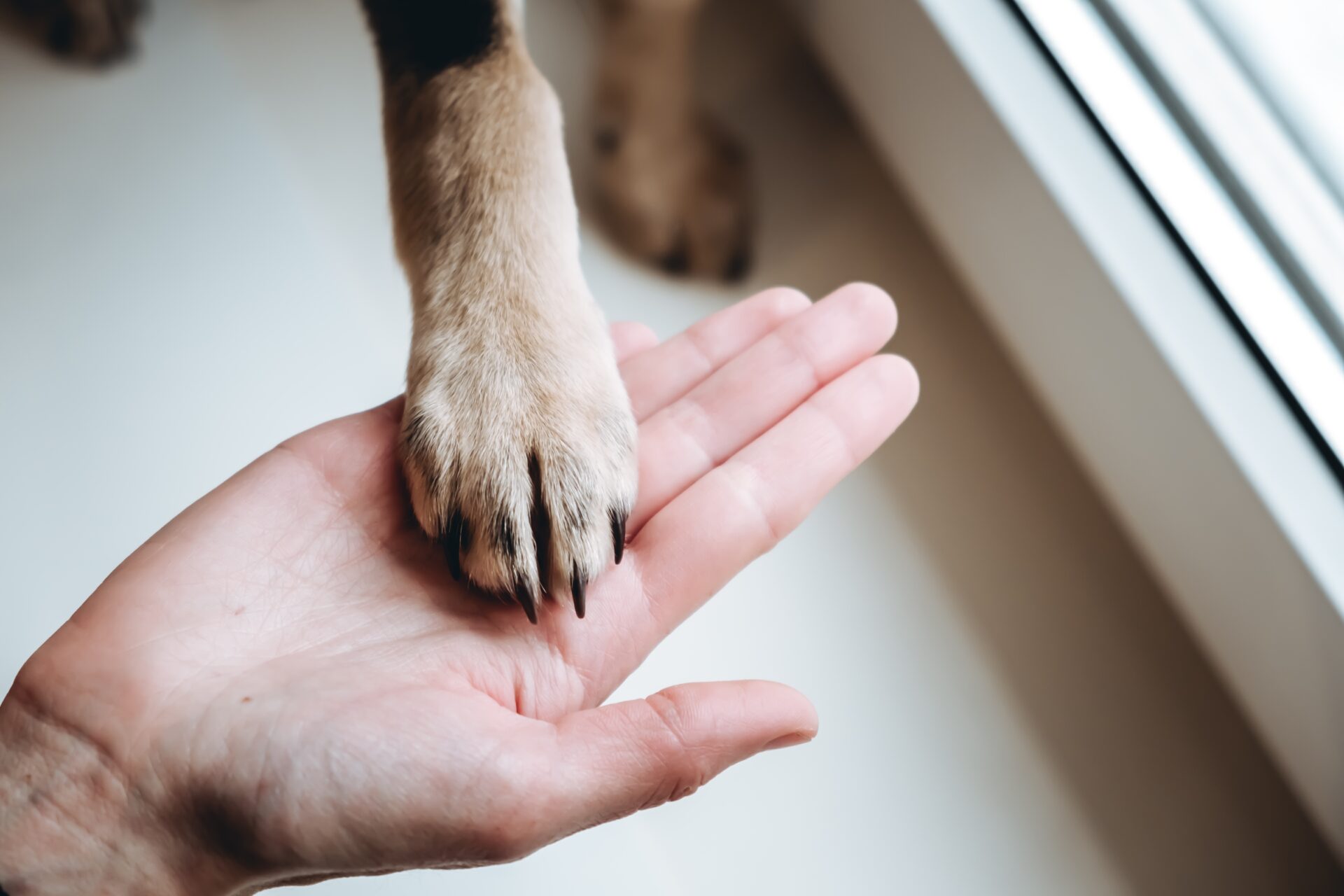 When a dog gives you a paw, it can indicate well-being, but also health problems.