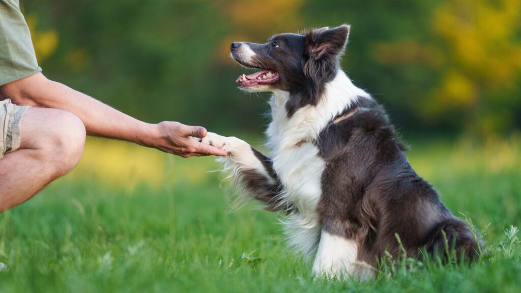 Dogs communicate through body language.