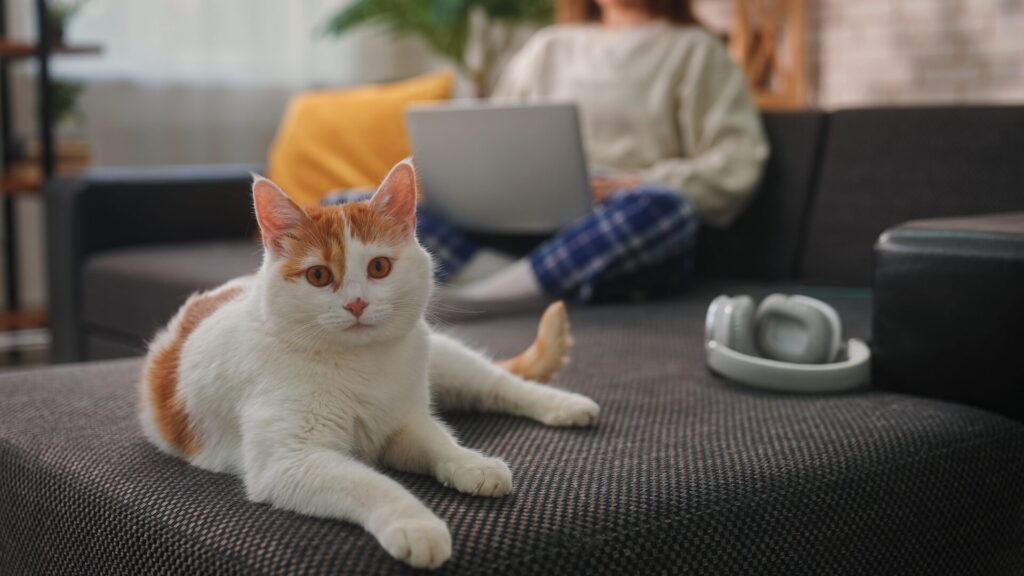 Cats develop rapidly during the first year of life.