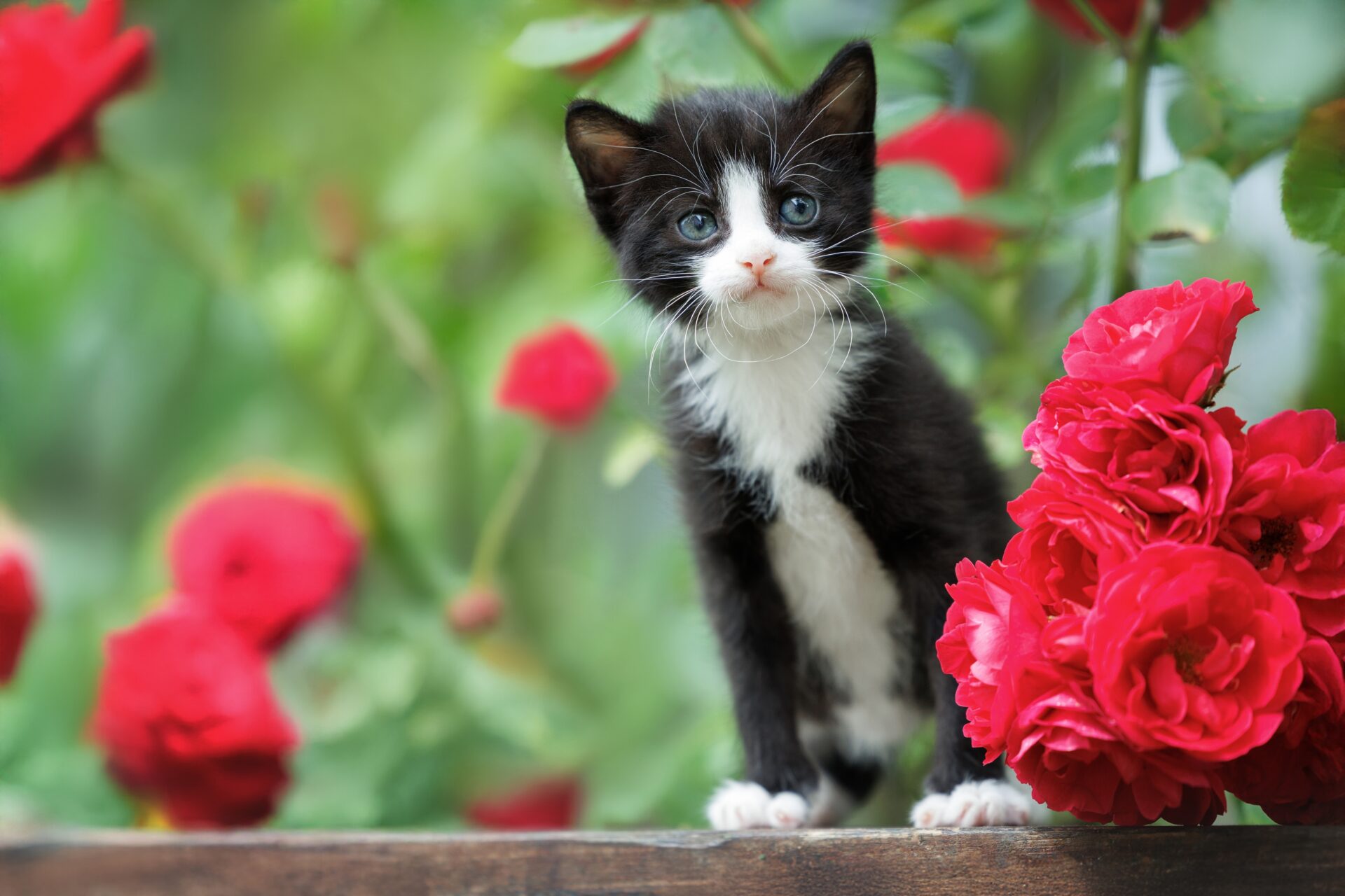 Kittens are playful and wild in the first months.