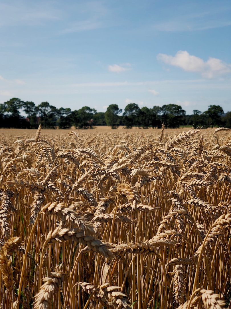 Did you know that rice can be substituted for barley in the kitchen quite easily?