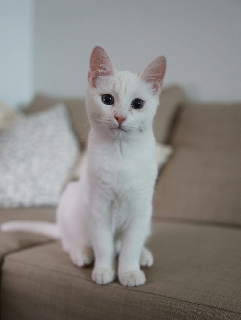 The cat may be stressed or bored. There are a number of reasons why she might suddenly attack you.