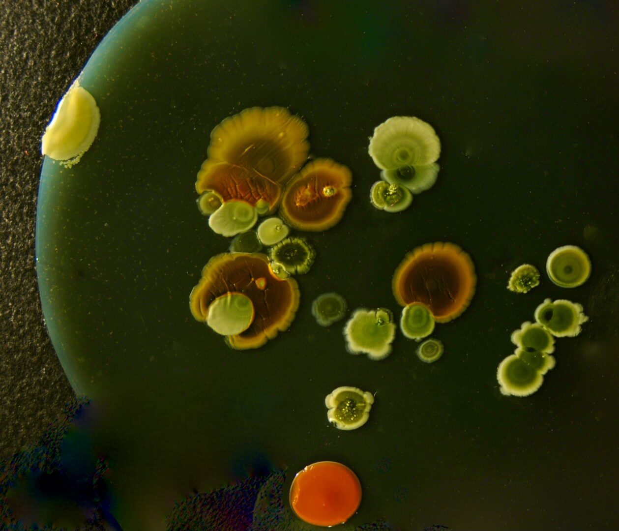 Although no player is visible, decisions are made on the computer. Decisions made by living human brain cells in a petri dish.