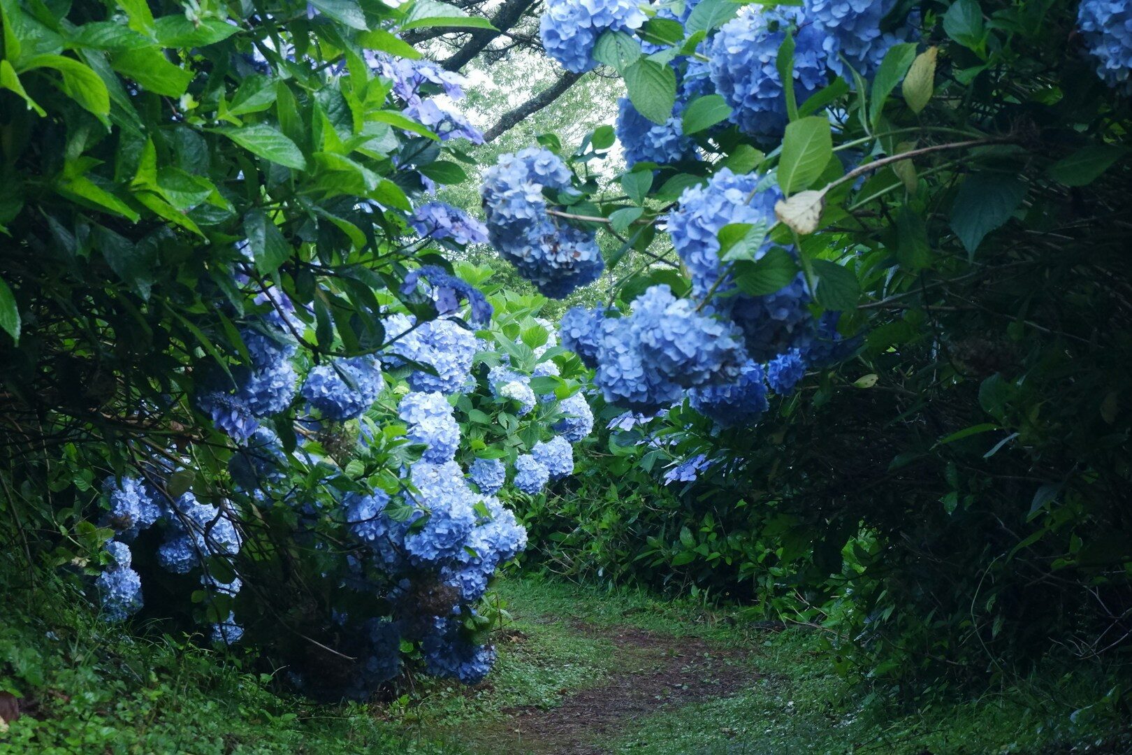 Hydrangeas are beautiful plants, but they need the right care. If you take good care of them after winter, they will thank you later with beautiful flowers.