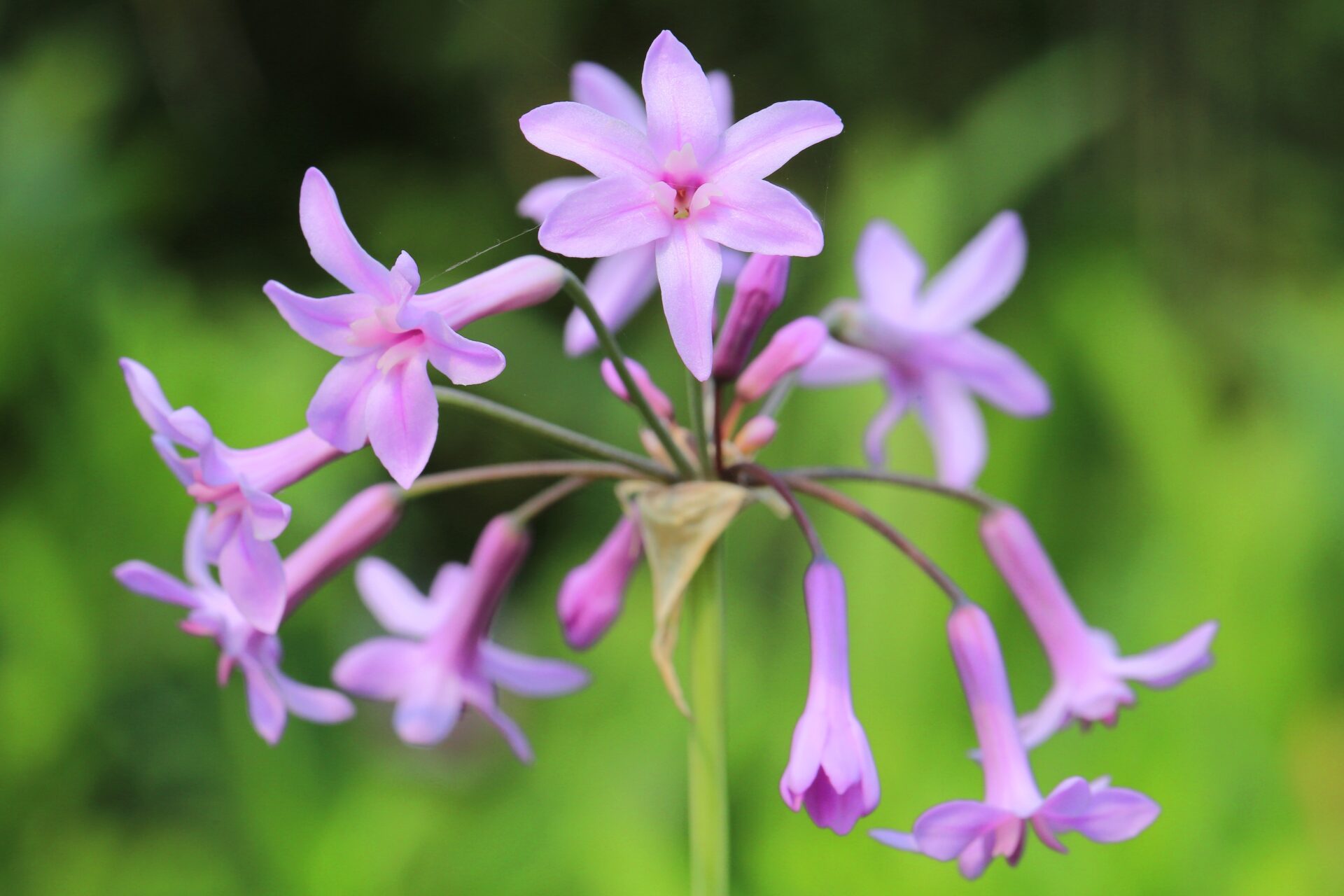 Tulbagia has beautiful purple flowers.