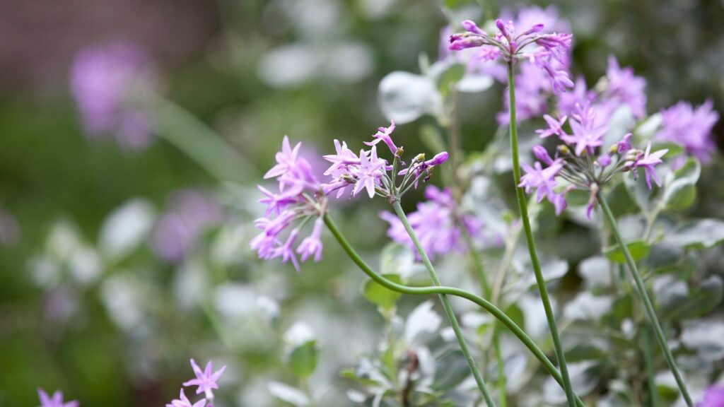 Tulbagia violet is recommended as a natural repellent of throats, voles and snakes.