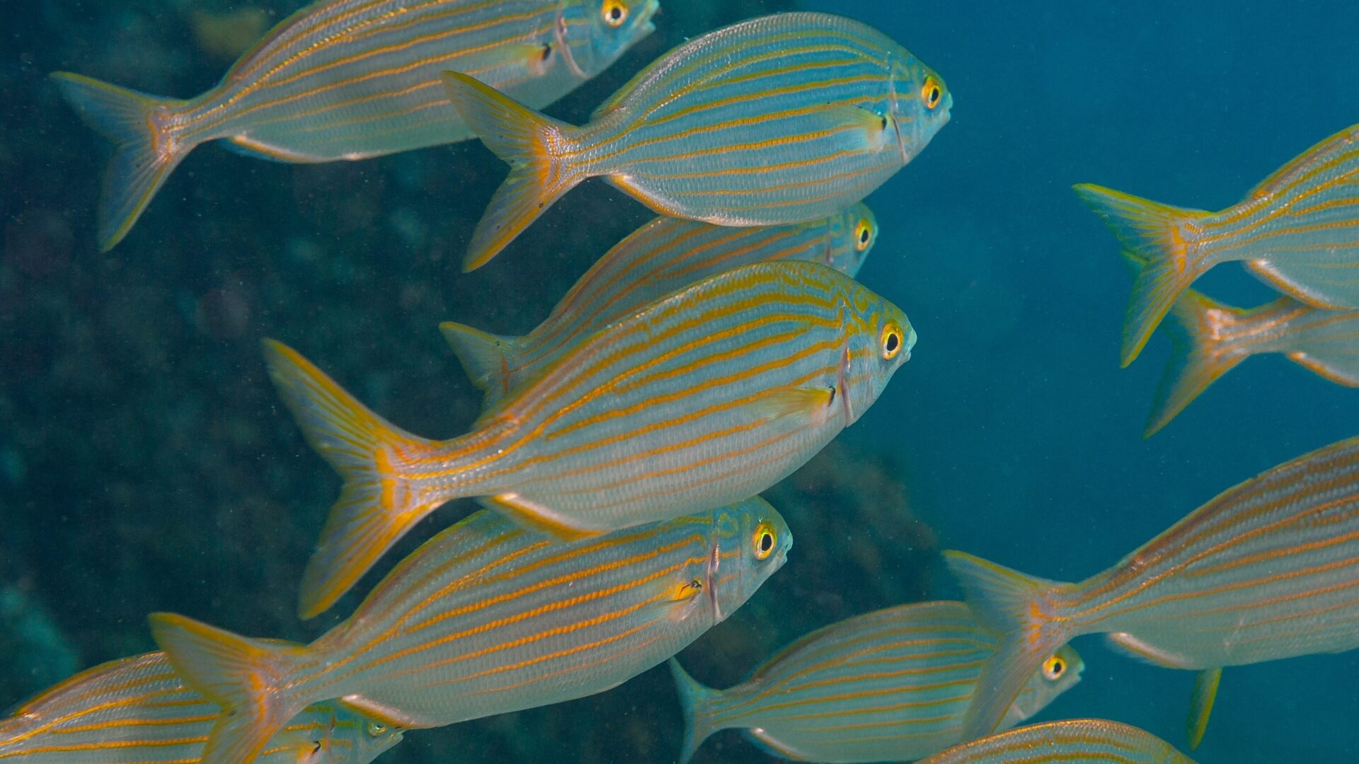 Sarpa salpa is a fish that induces hallucinations.