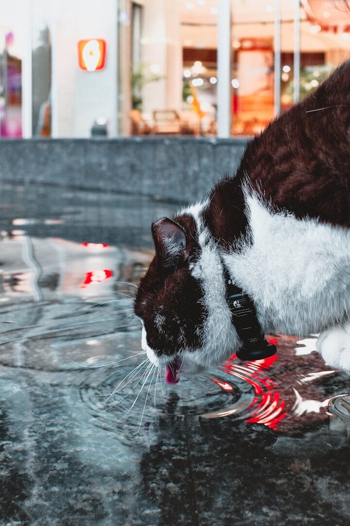 Does your cat drink from puddles even though he has a water bowl at home? Maybe it's because the bowl is in the wrong place.