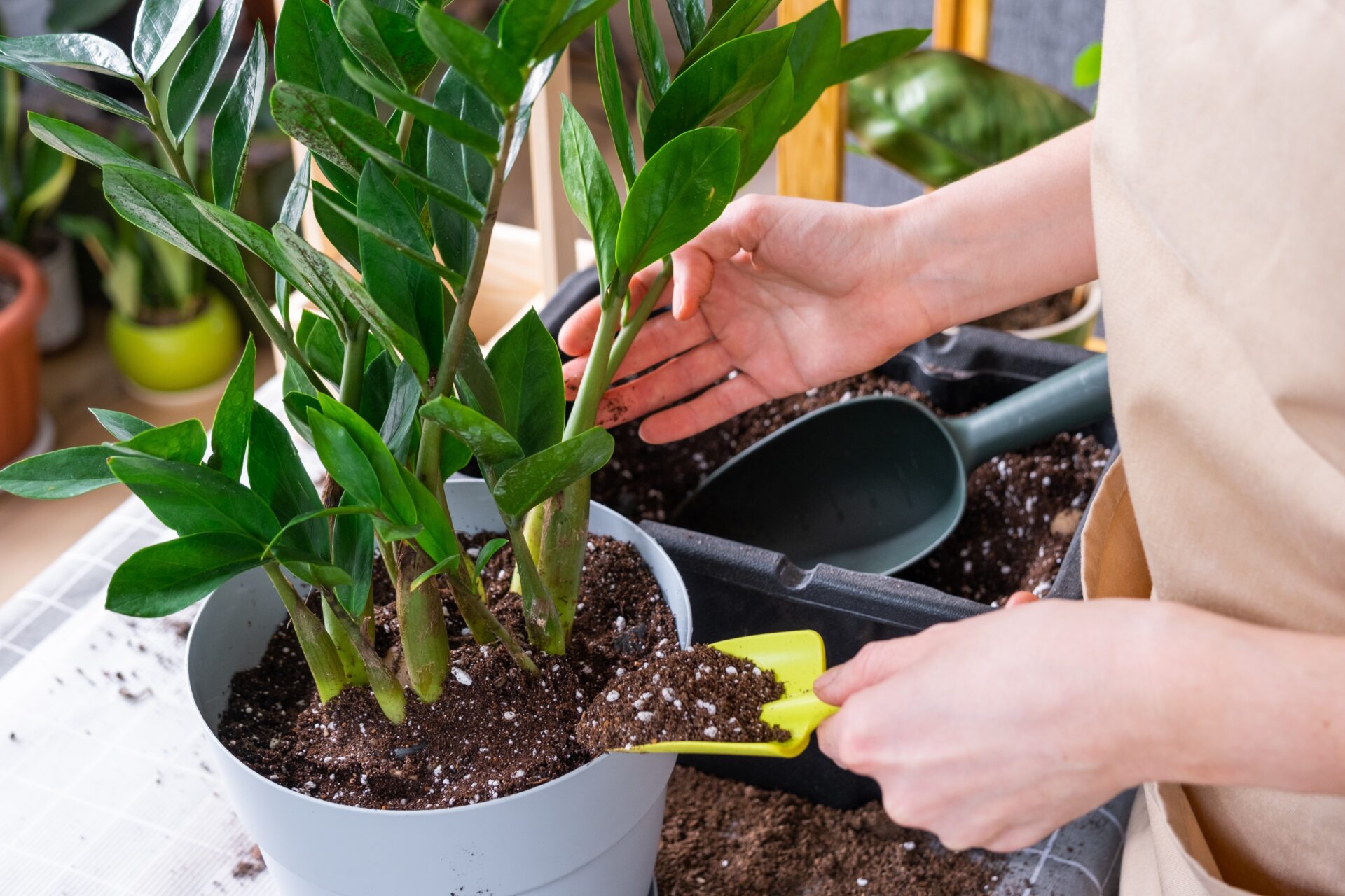 Zamiokulkas is simple to grow. It is hardy and adapts to any environment.