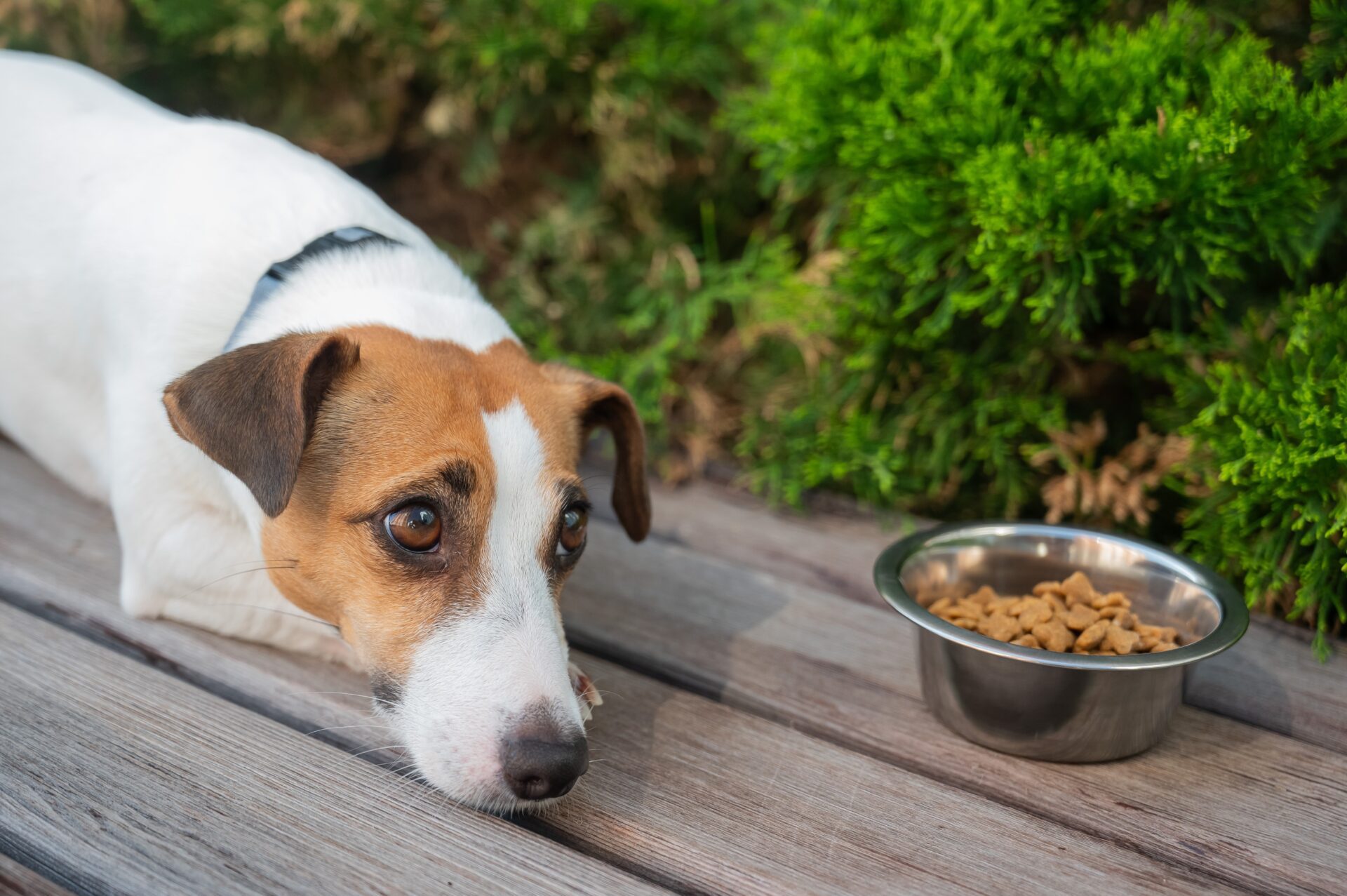 Is your furry friend changing his behavior? Consider whether he has a health problem.